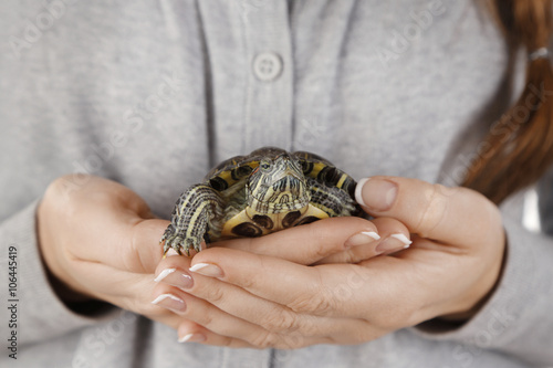 Turtle in woman hands, close up