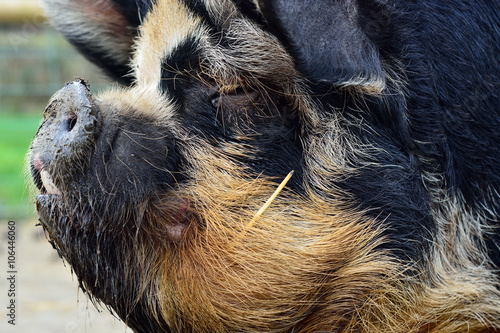 Kunekune pig head shot. An unusual rare breed of small pig showing detail of head in profile, on a farm in Somerset, UK photo