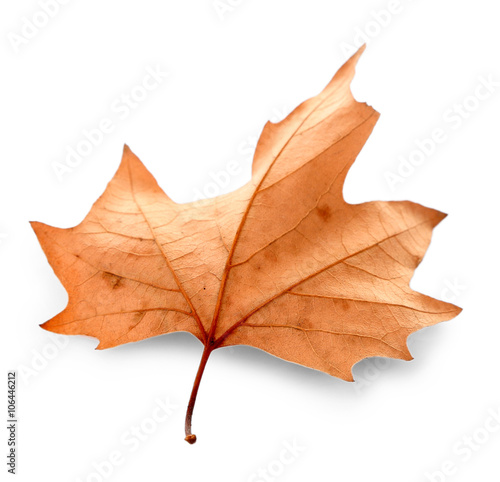 Dry maple leaf, isolated on white