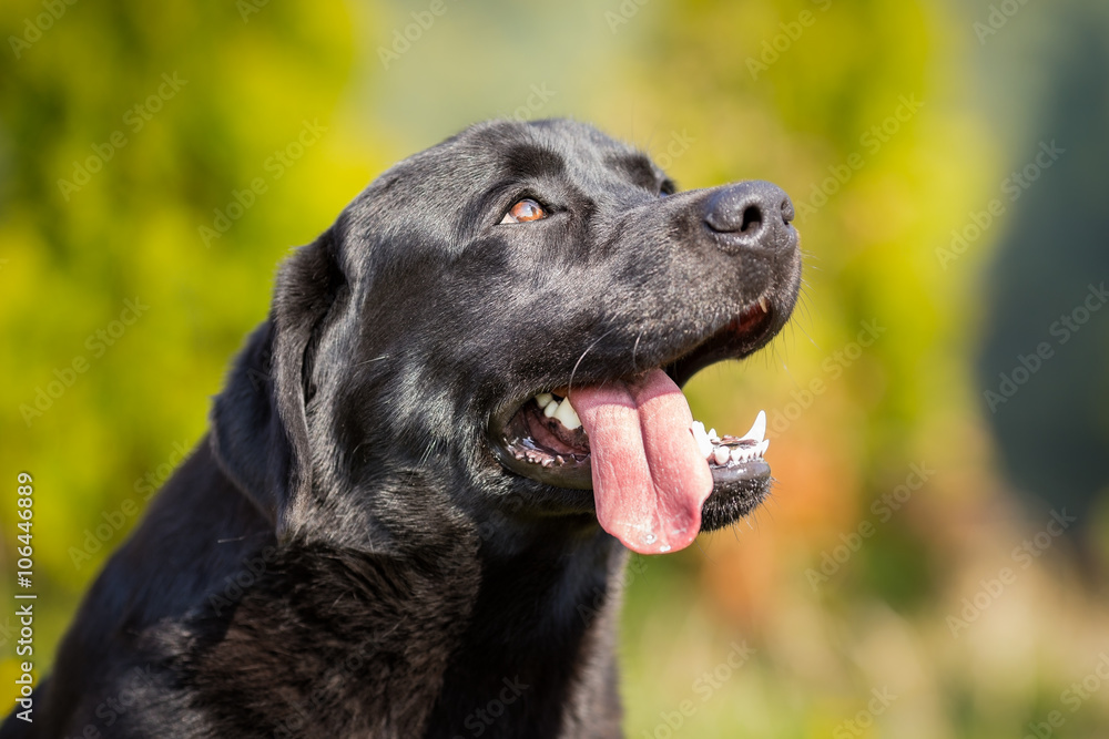 Obedient labrador retriever looking up Obedient labrador retriever looking up