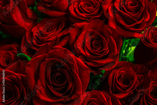 luxurious scarlet rose closeup.