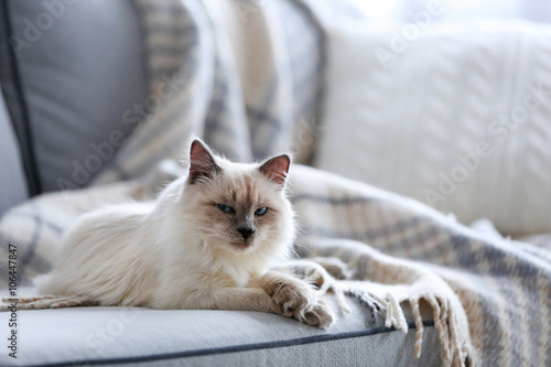 Color-point cat lying on a sofa in living room, close up