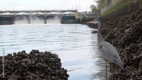 Blue Heron Standing in Water and Taking Flight at Ballard Locks in Seattle Wa photo