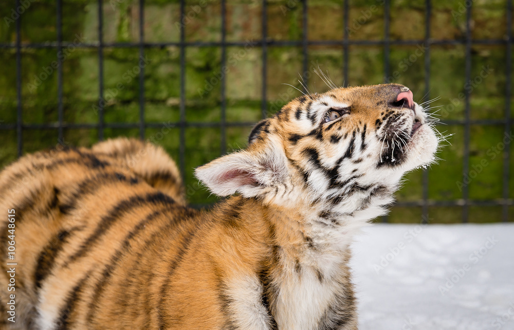 Fototapeta premium Tiger cub playing in the late winter snow before going back in to his enclosure at the sanctuary. 