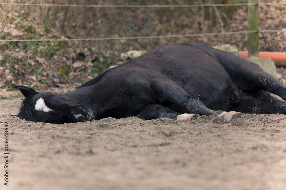 Fototapeta premium Horse lie on side to sleep outside