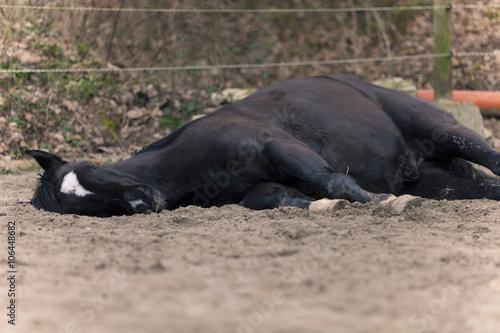 Horse lie on side to sleep outside