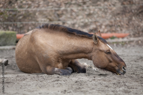 Horse with colic lie down and sleep outside photo