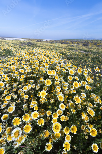 Tidy Tips blooming in Spring, Carrizo Plain National Monument, California photo