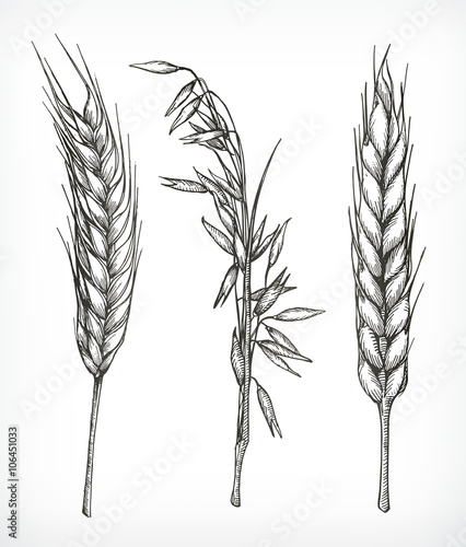 Crops, wheat and oat sketches, hand drawing, vector set