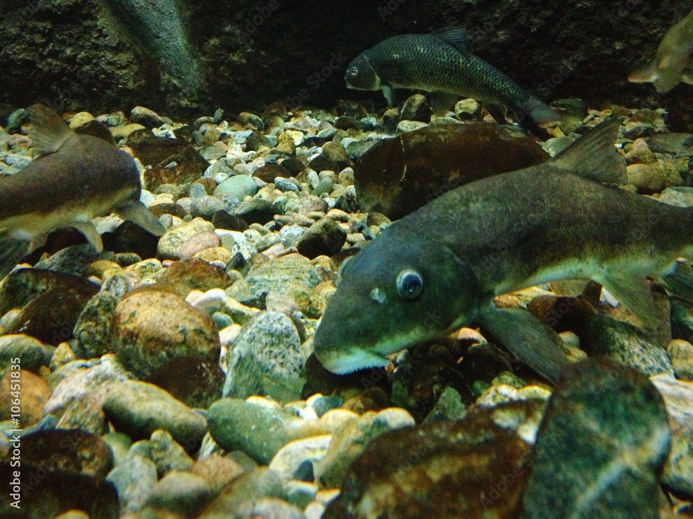 poisson poisson