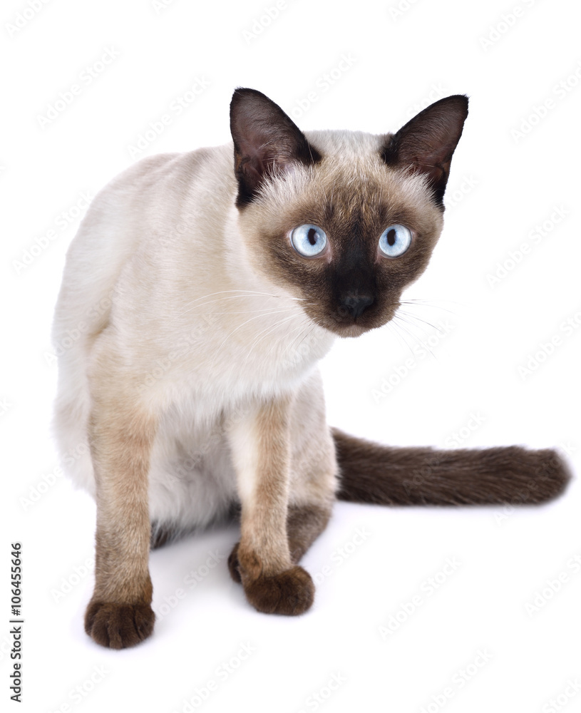 Beautiful cat on white background