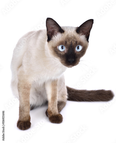 Beautiful cat on white background