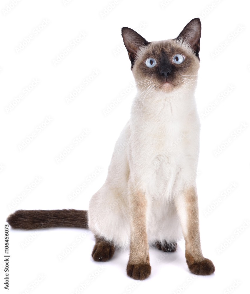 Portrait of brown cat isolated on white background