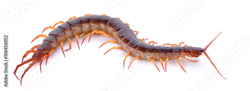 Photo centipede on white background