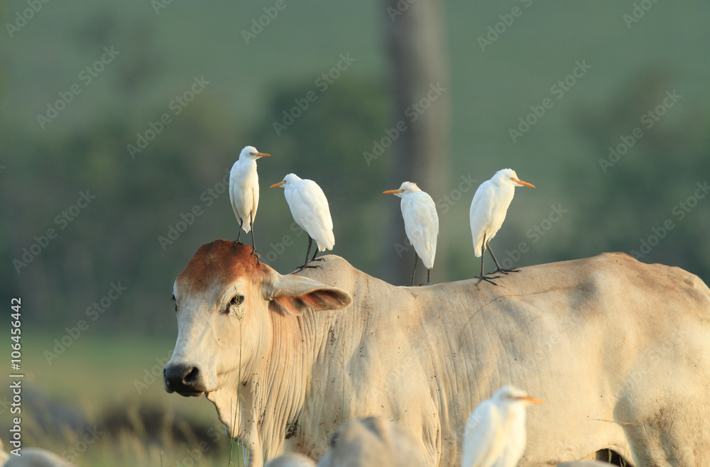 Naklejka premium Four egrets on cow back