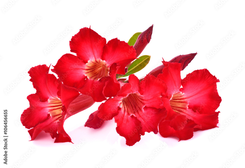 azalea flowers isolated on white background azalea flowers isolated on white background