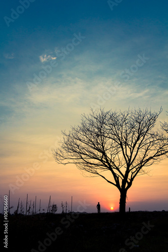 Silhouette Lonely Man in garden, beautiful sunset and leafless tree