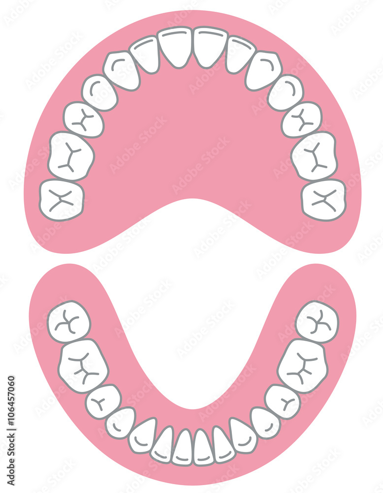 歯 歯並び Stock イラスト Adobe Stock 歯 歯並び Stock イラスト Adobe Stock