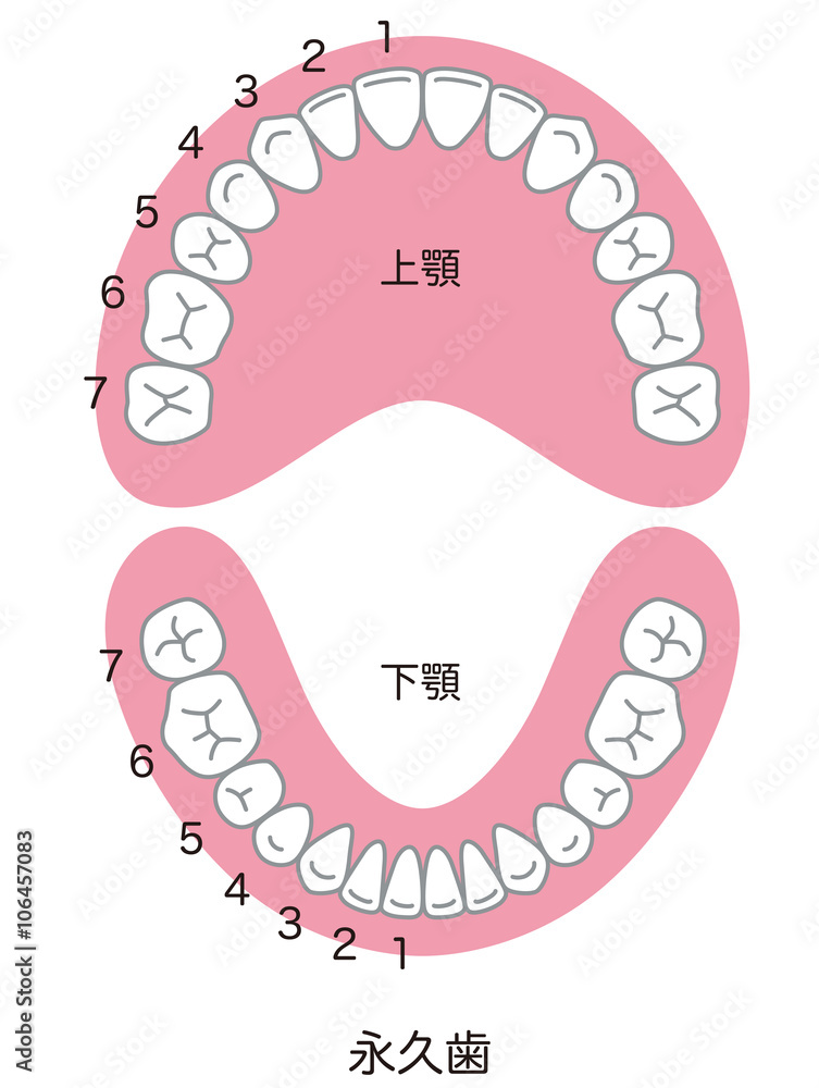 歯 歯並び 本数 Stock イラスト Adobe Stock 歯 歯並び 本数 Stock イラスト Adobe Stock