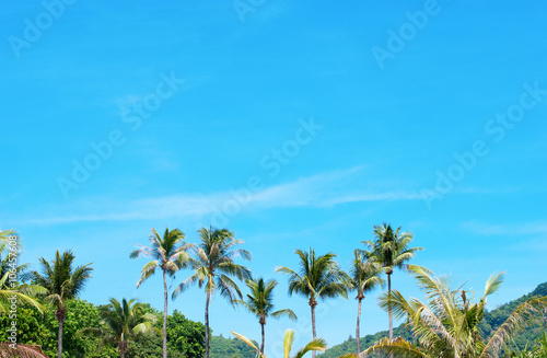 Tropical Palm Trees Row Nature Holiday Travel