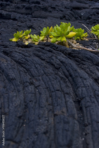 Hawaii Lava Rock