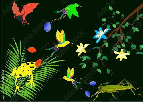 Tropical rainforest and it's habitant, poisonous frogs, bats,kolibri, plants.