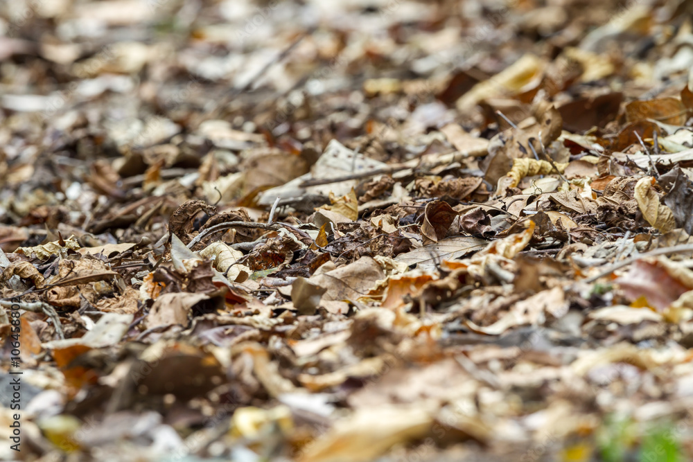 Dry leaves on the ground, selective focus and very shallow depth of field composition. Dry leaves on the ground, selective focus and very shallow depth of field composition.