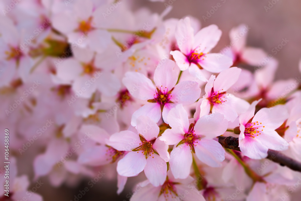 Cherry blossoms in bloom at Central Park, New York City Cherry blossoms in bloom at Central Park, New York City