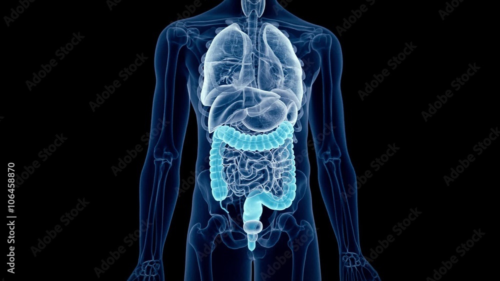 medical 3d animation of the human colon medical 3d animation of the human colon