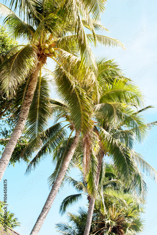 Tropical Palms Nature Background Holiday Concept