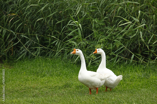 Two white goose