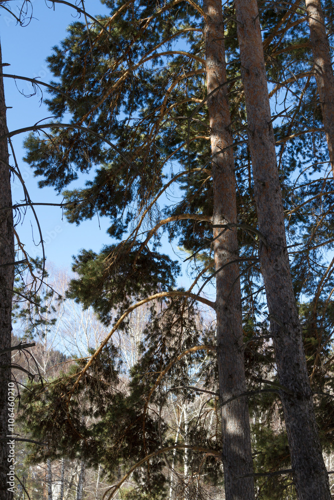 Fototapeta premium pine on a background of blue sky