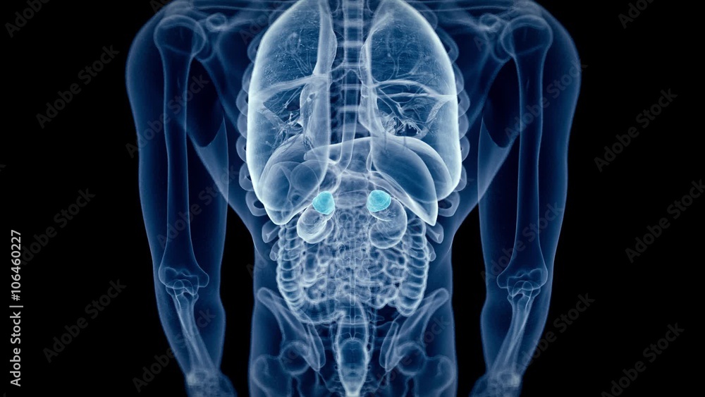 medical 3d animation of the human adrenal glands medical 3d animation of the human adrenal glands