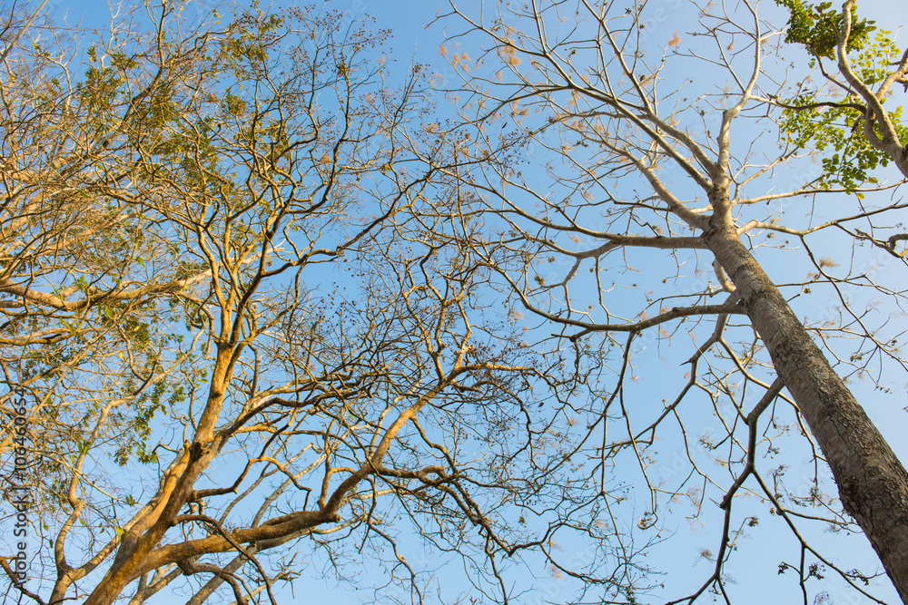 branches of tree against blue sky branches of tree against blue sky