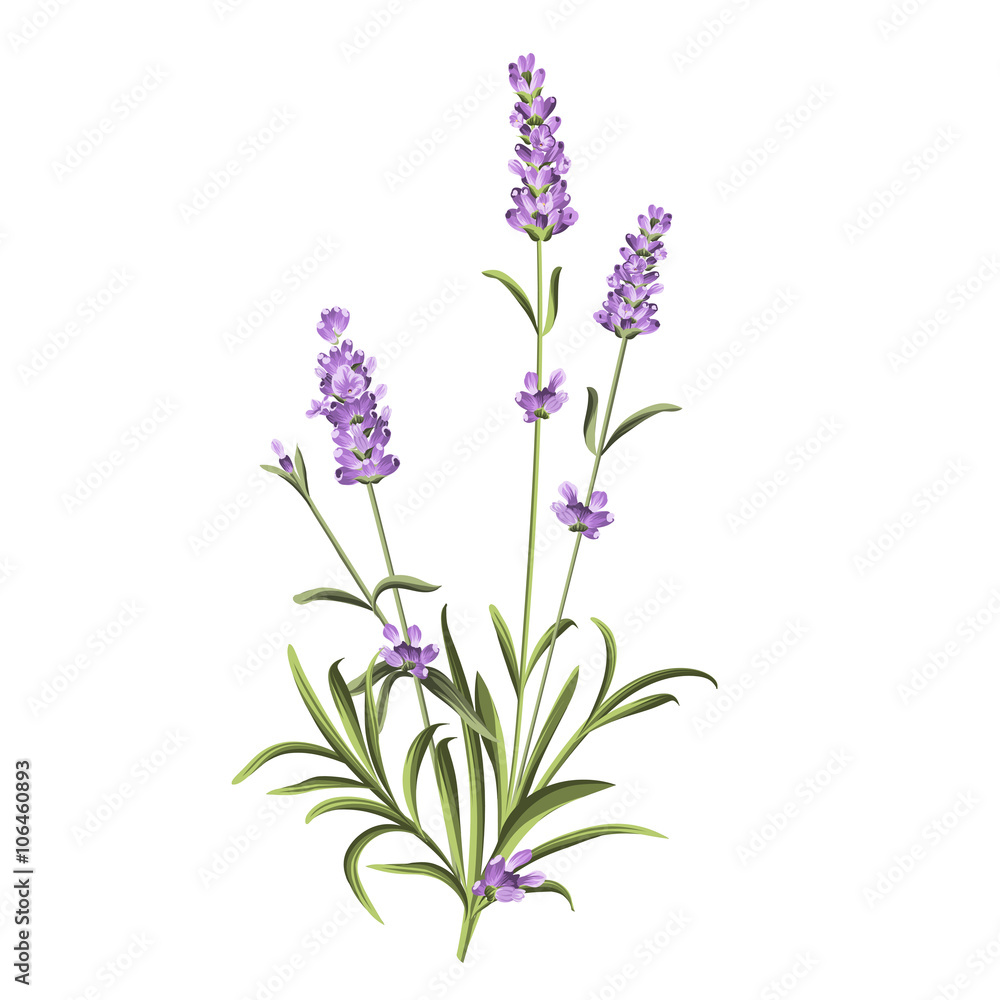 Lavender elegant card Lavender elegant card