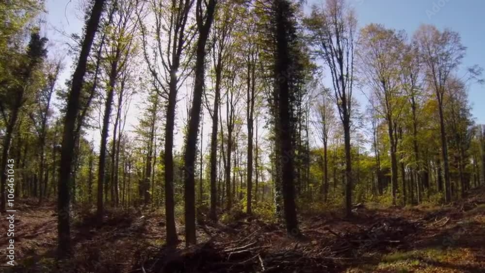 Tracking shot of the trunks and leaves of broad-leaf woodland trees in the autumn with the sun shining through the forest. Tracking shot of the trunks and leaves of broad-leaf woodland trees in the autumn with the sun shining through the forest.