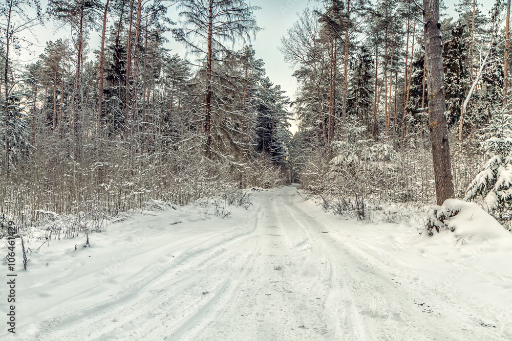 Fototapeta premium White forest