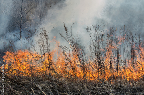 forest fire burns the vegetation © vasilevich