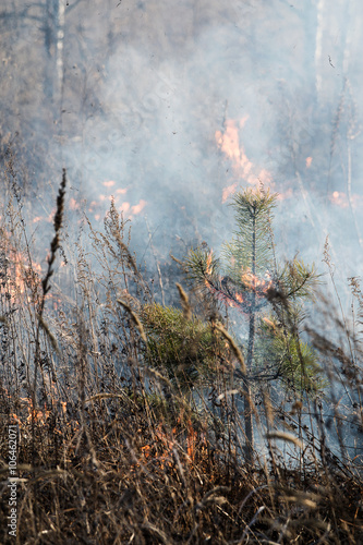 Wallpaper Mural small Siberian pine burns in a fire Torontodigital.ca