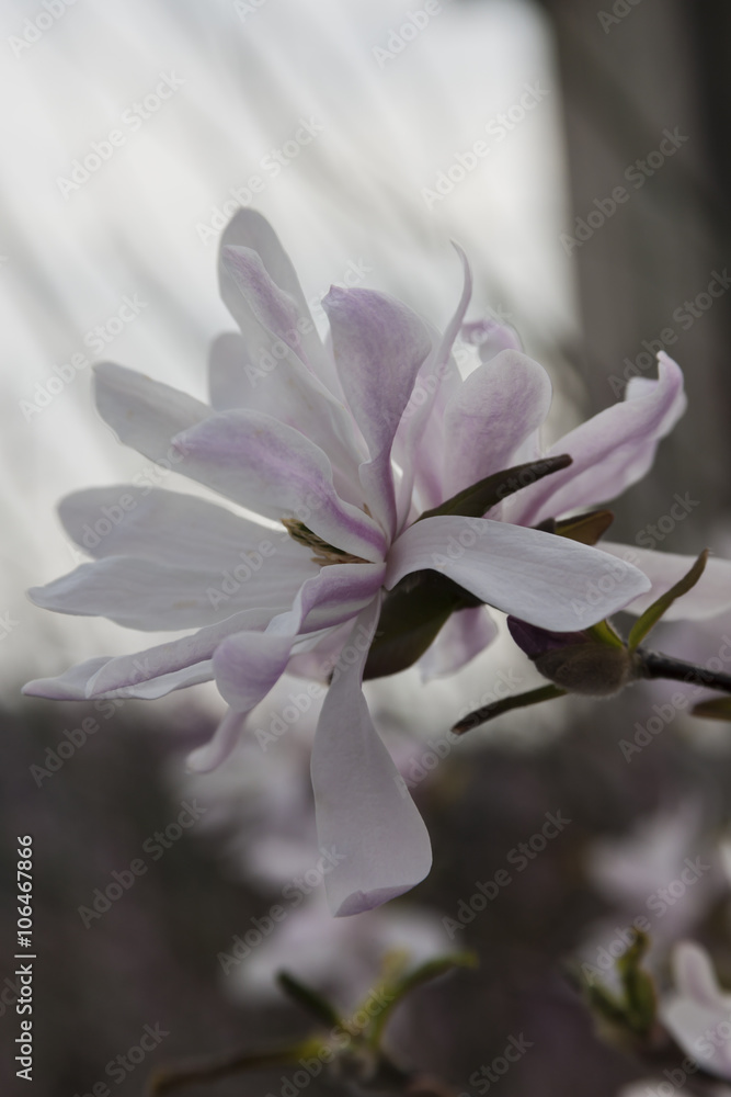Fototapeta premium magnolia flower on tree