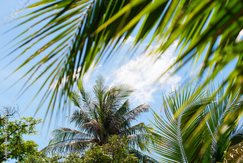 Tropical Palm Trees Nature Landscape