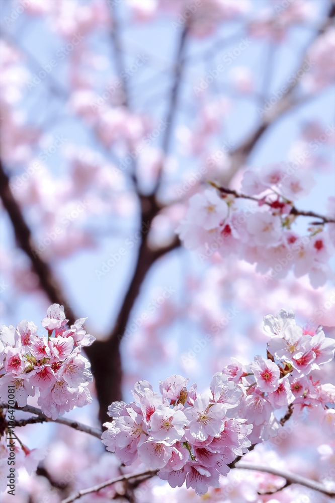 満開の桜