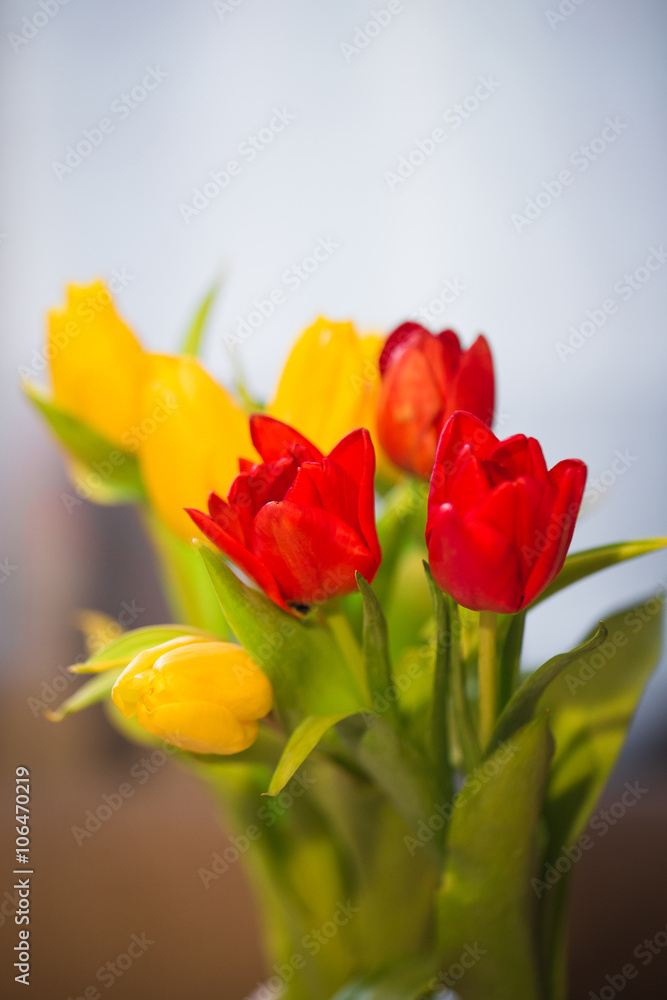 Red and yellow tulips, spring bouquet Red and yellow tulips, spring bouquet