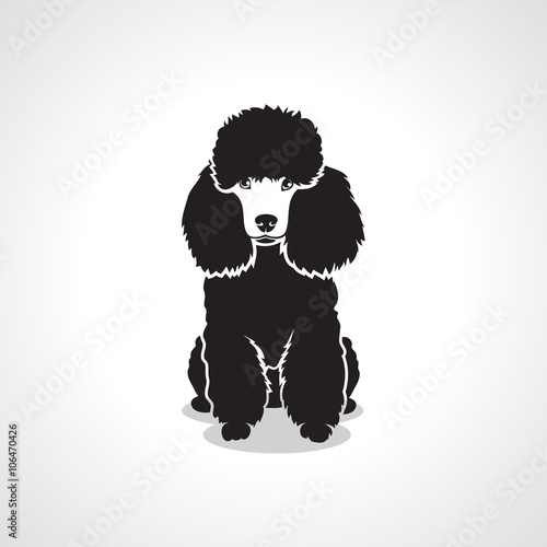 Poodle dog