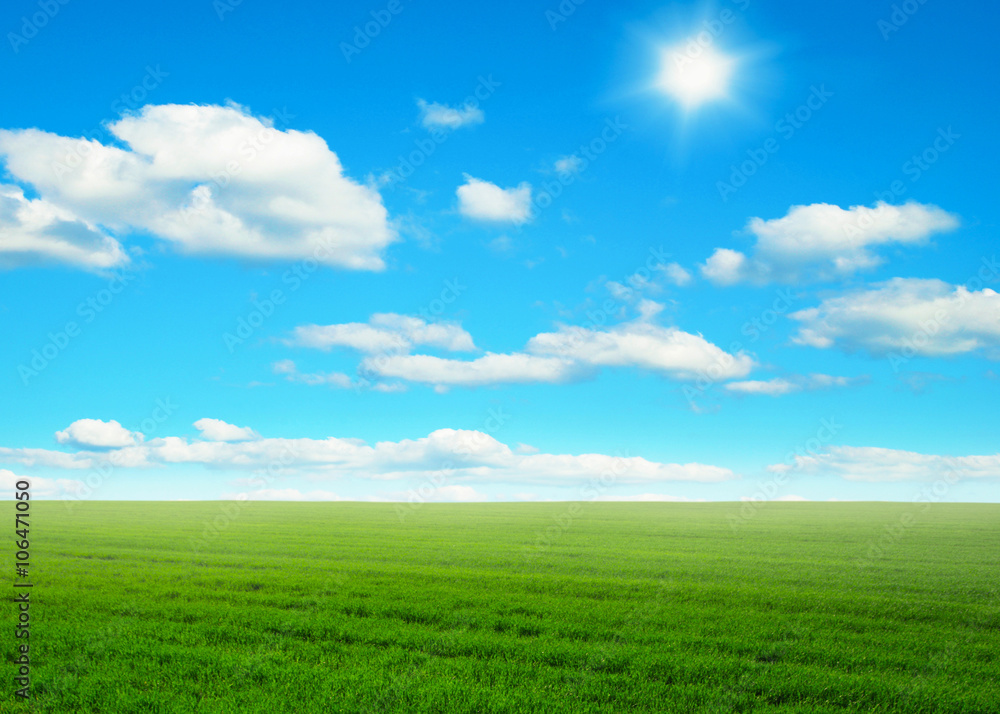 Green field under blue sky