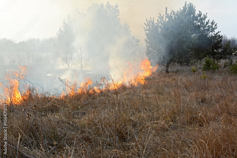 Fototapeta premium Stubble burning in meadow.