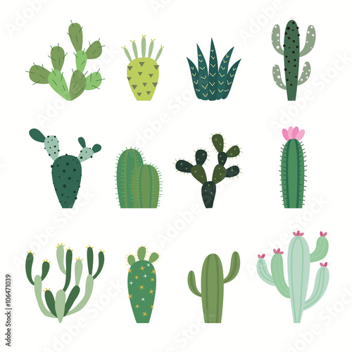 Valokuva Cactus collection in vector illustration