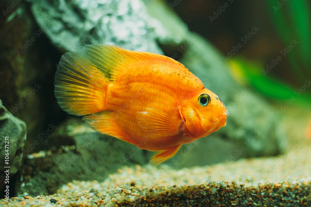aquarium fish - Red Parrot Cichlid aquarium fish - Red Parrot Cichlid