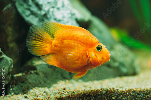 aquarium fish - Red Parrot Cichlid