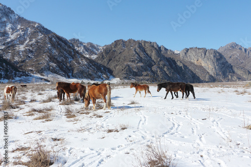 Horses are grazed on a snow glade among mountains in the early spring
 photo